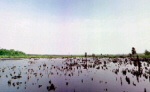 A light blue sky above a strip of green land over the water by Blind Lagoon.