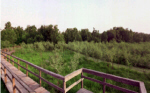 A wooden board walk over green vegetation.