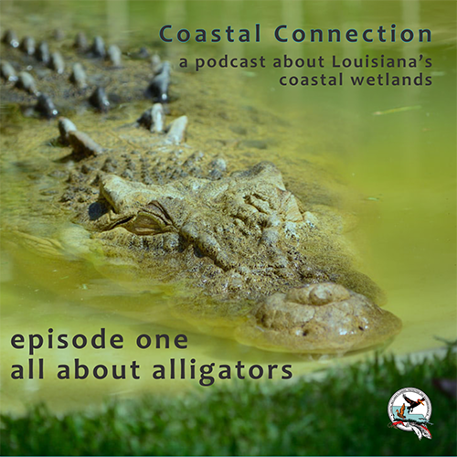 Coastal Connection Episode 1, All About Alligators
