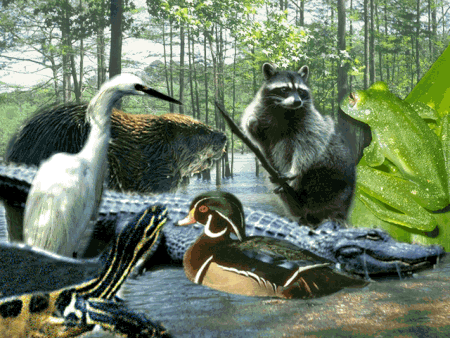 Animals
