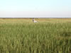 A tract of healthy smooth cordgrass sporting the lush green blades usually seen during the spring and summer months.