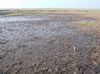 Open mud flats