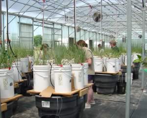 Experiment setup in the greenhouse