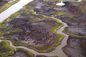 Example of Marsh Dieback