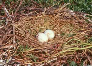 Two eggs in a nest
