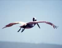 A flying pelican