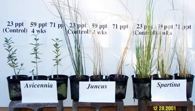 Three plants each of Avicennia, Juncus, and Spartina with salinity levels labeled 23ppt, 59ppt, and 71ppt for the three plants in of each kind.