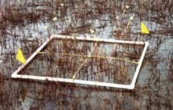 A two by two grid on marsh.