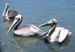 A flying pelican