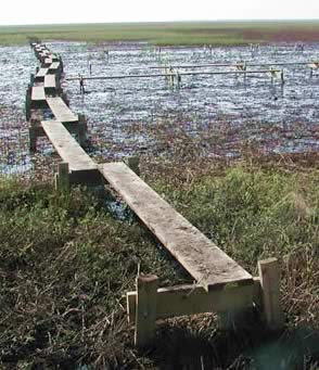 A thin boardwalk over an afflicted marsh