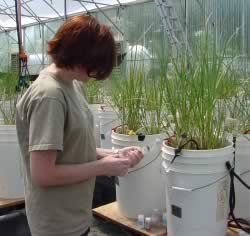 Stephanie taking a porewater sample