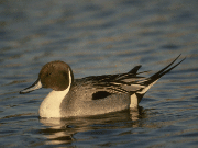 bird3