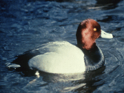 bird2