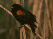 bird4