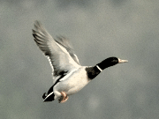 bird1