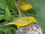 bird2