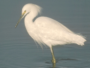 bird4