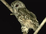 bird3
