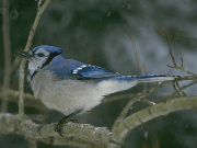 bird1