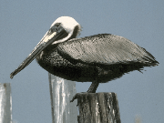 bird3