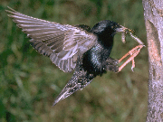 bird4