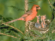 bird1