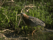 bird1