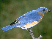 bird2