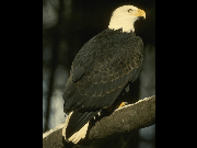 bird2