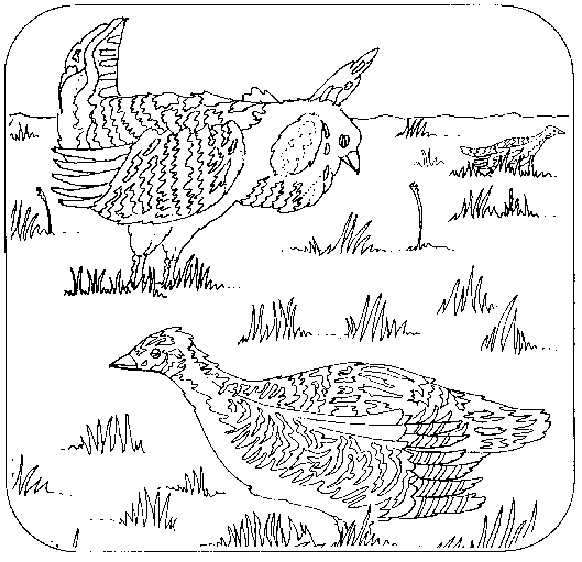 Coloring Book Page