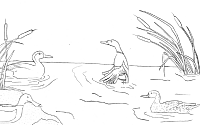 Duck Coloring Page