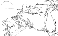 Pelican Coloring Page