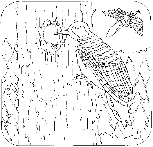 Coloring Book Page