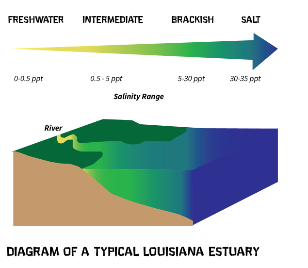 Salinity Graphic