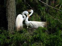 Mating pair of great egrets