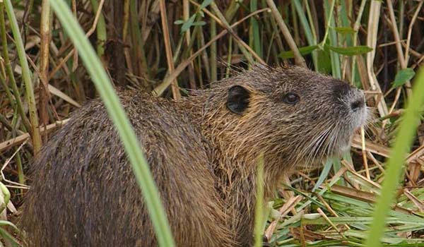 Mature nutria are very prolific, leading to a high population.