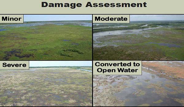 Different stages of damage due to nutria