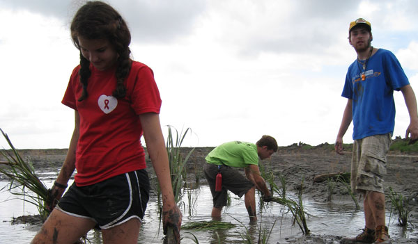 Volunteers Get Their Hands Dirty Planting Marsh Grasses - BTNEP, Mel Landry