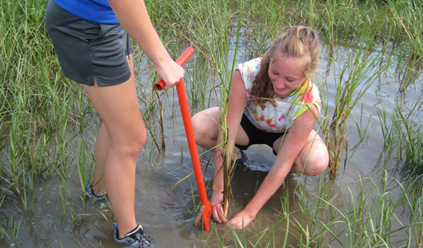 Volunteers Use a Dibble to Plant Marsh Grasses - BTNEP, Mel Landry