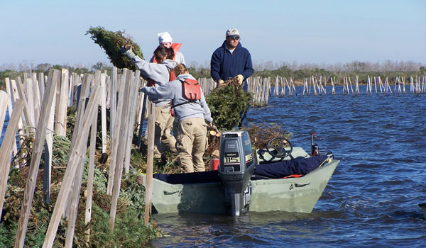 Volunteers Help With Christmas Tree Fencing Projects - BTNEP, Andrew Barron